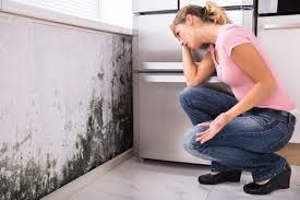 Munroe Falls, OH Mold Removal Company